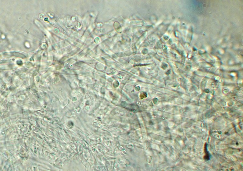 Leucopaxillus alboalutaceus (F.H. Mller & Jul. Schff.) Ml